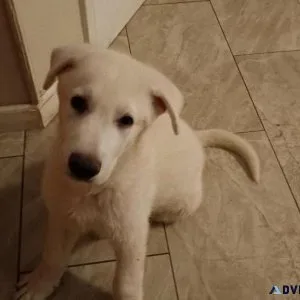 German shepherds puppies