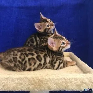 Purebred Rosetted Bengal kittens