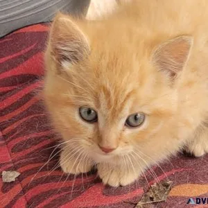 Free kittens
