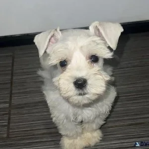 Miniature Schnauzer Pups