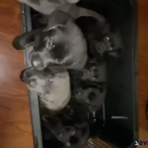Labradors
