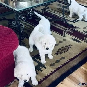 AKC English Cream Golden Retriever Pups