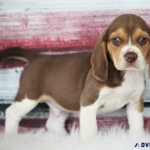 AKC Beagle puppies