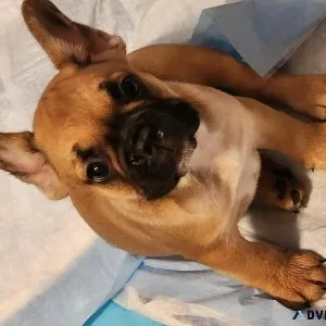 French bulldog puppies for sale