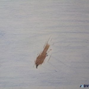 Diving Predator