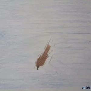 Diving Predator