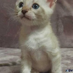 Cute Bengal Kittens