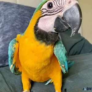 Extremely Tamed and Hand Raised Blue and Gold Macaws