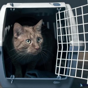 Pet Relocation from India to the USA