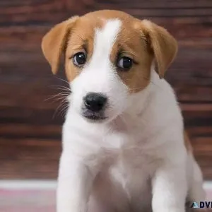 Jack Russell Terrier Puppies