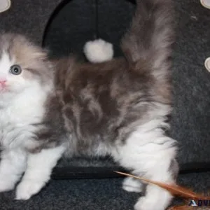 scottish fold kittens