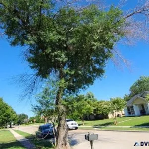 Longhorn TX Tree Service