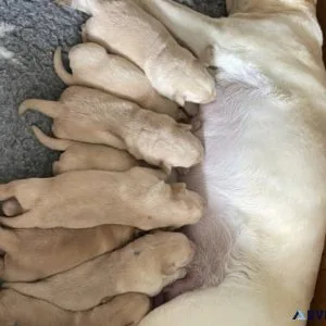 Pets and dogs