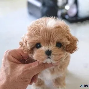 Teacup Poodle Puppies ready for new home