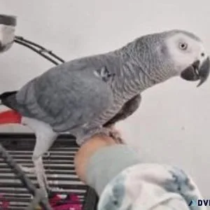 Jessica - Gorgeous - African Grey Parrot