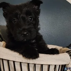 Scottish terrier puppies For Sale