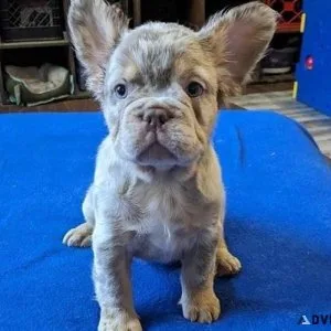 Merle French Bulldog Puppies