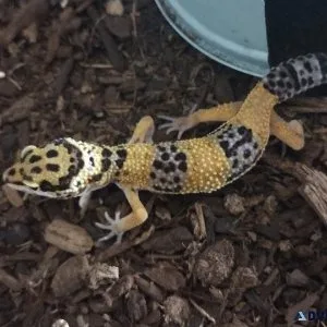 3 baby leopard geckos