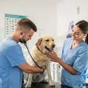 Noida s Top Veterinary Doctor Happy and Healthy Pets