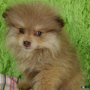 Faithful Pomeranian puppies available