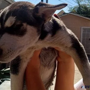 LOVABLE PUPPY