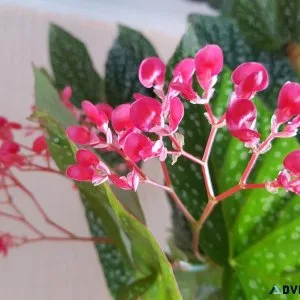 Indoor plants