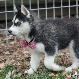 Adorable Siberian Husky Puppies For Sale