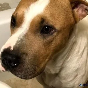 Free Rehoming Dog
