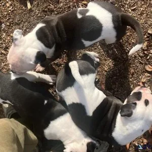 Adorable Bulldog Puppies