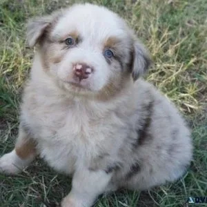 AKC Australian Shepherd puppies