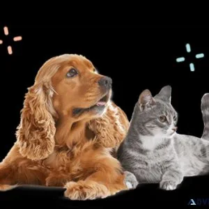 pet grooming services