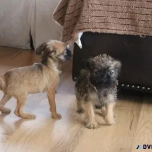 Adorable Brussels Griffon puppies available