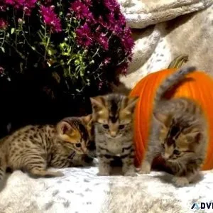 Exotic Bengals