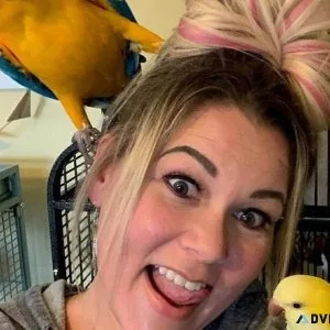 Friendly Blue and Gold Macaws-Comes with a Large Cage