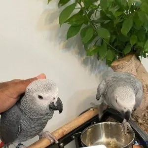 Ready Now Baby Handreared Tame African Grey Parrot