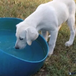Full Blooded Lab Puppies