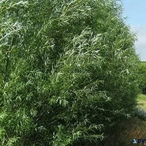 Hybrid willow trees