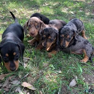 Miniature Dachshund puppies for rehoming