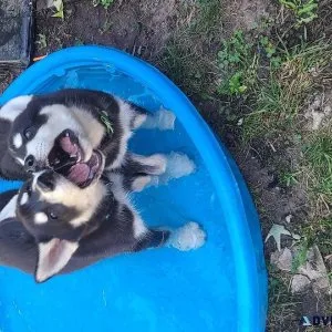 Puppies for sale