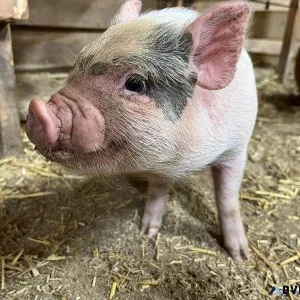 Juliana Mini Pigs