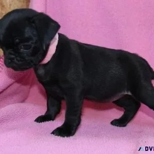 Healthy Pug Puppies