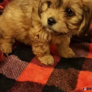 F1 Cavapoo females
