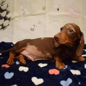 Healthy Dachshund Puppies For Sale