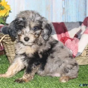 Female Aussiedoodle