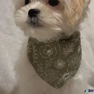Maltese  shih tzu puppy