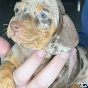 Quality dapple dachshund puppies