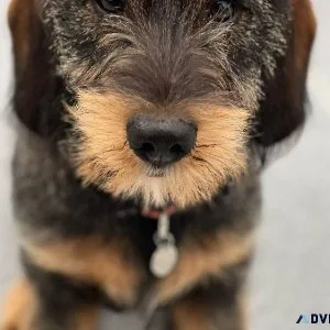 Dachshund Day