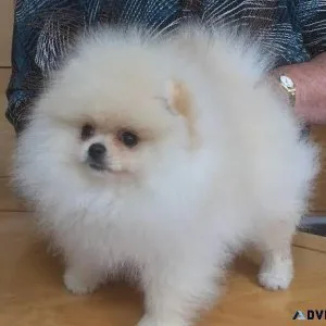 Purebred