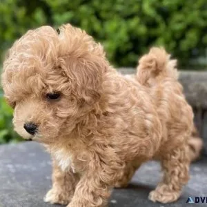 Top Quality Maltipoo Puppies