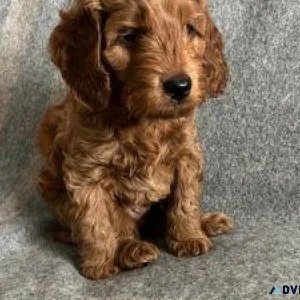 Generous Cockapoos puppies